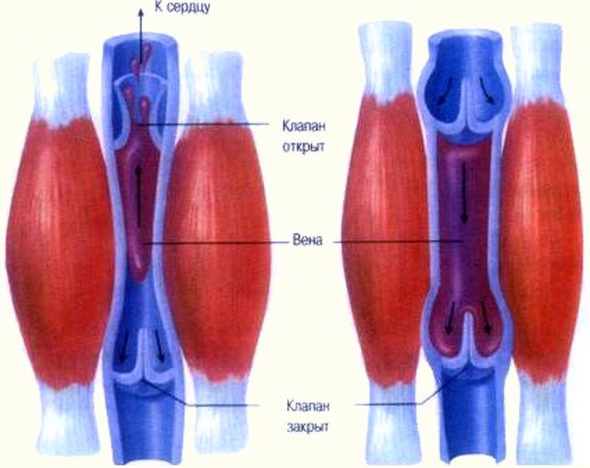 Мышцы сосудов. Венозные клапаны варикоз. Полулунный клапан вены. Венозные клапаны нижних конечностей. Строение вен нижних конечностей клапаны.