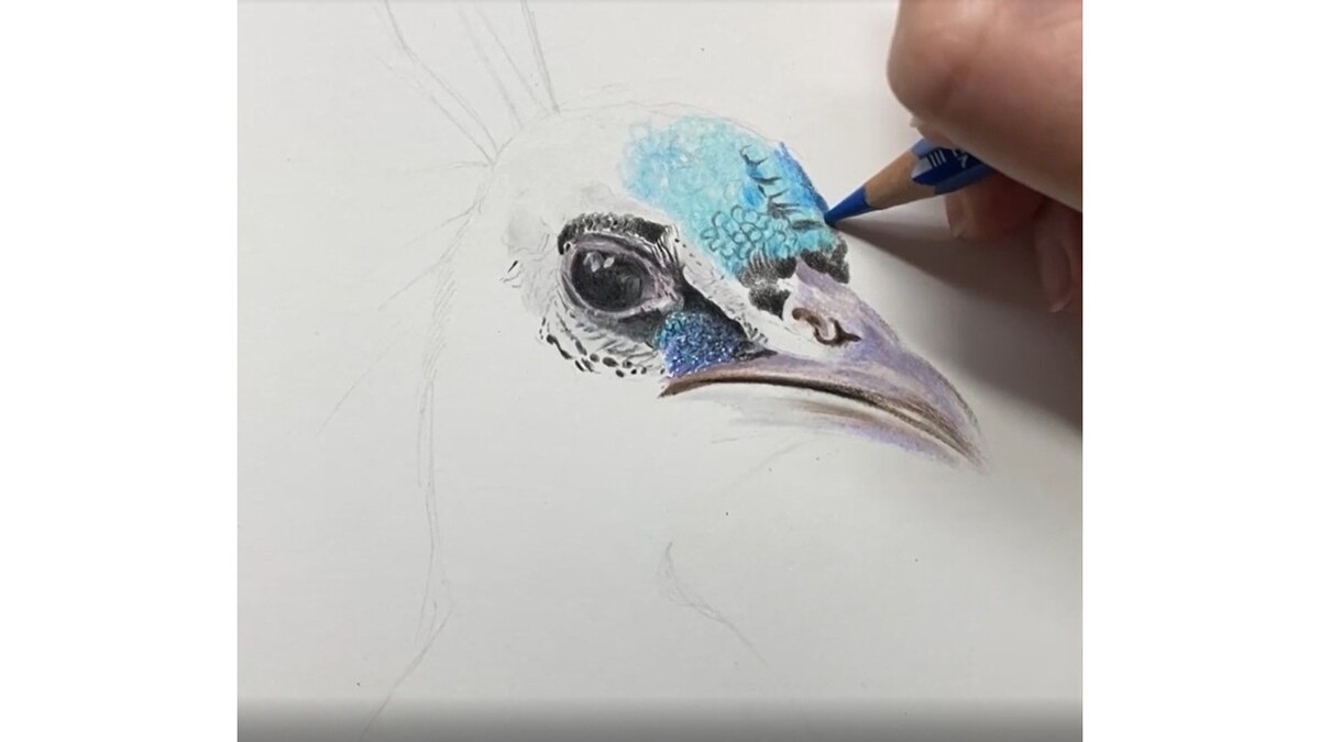 My Peacock Artwork - Amanda Terry Hamm